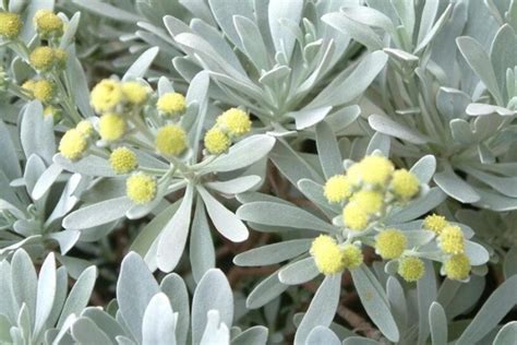 芙蓉菊|芙蓉菊(菊科芙蓉菊属植物)